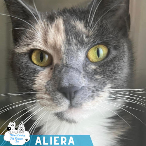 No photo for Aliera