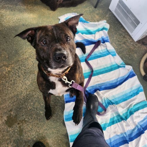 No photo for Vinnie (66557)