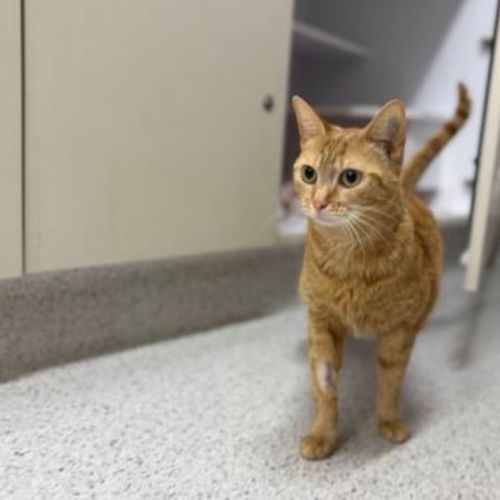 No photo for Marmalade