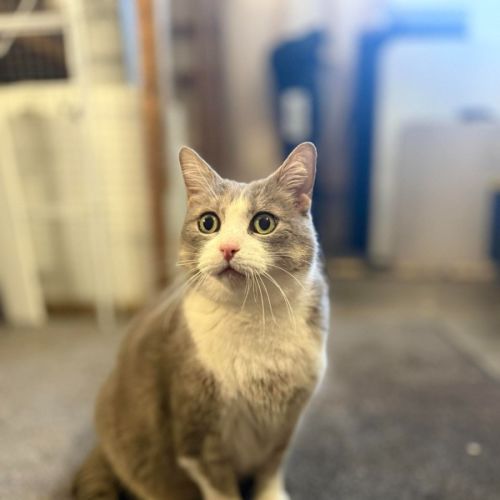 No photo for Crumpet 