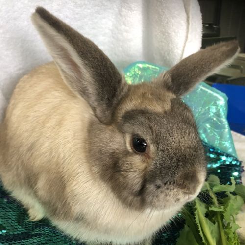 Celine (bonded To Juliette)