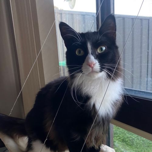 No photo for Whiskers 