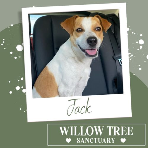 Jack 