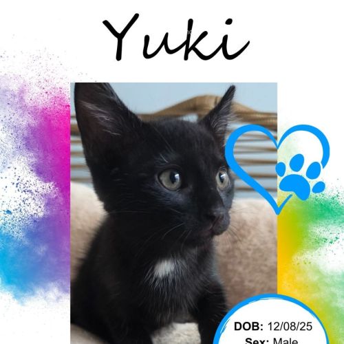 Yuki