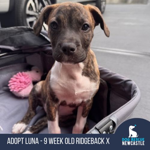 Luna - 9 Week Old Ridgeback X