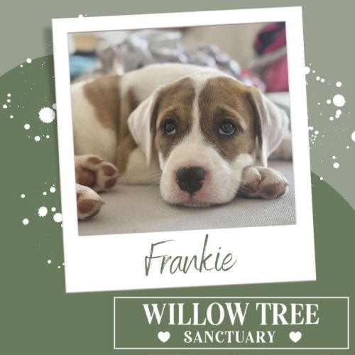 Frankie