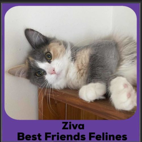 Ziva 