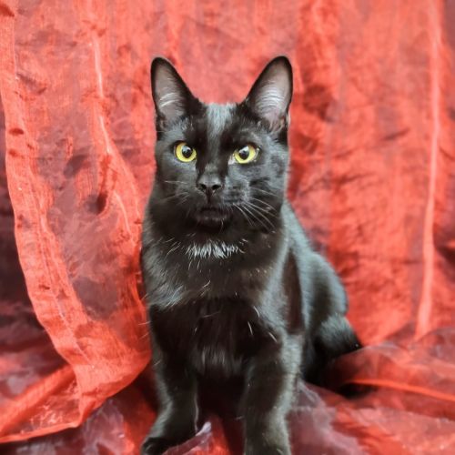 No photo for Bernard 