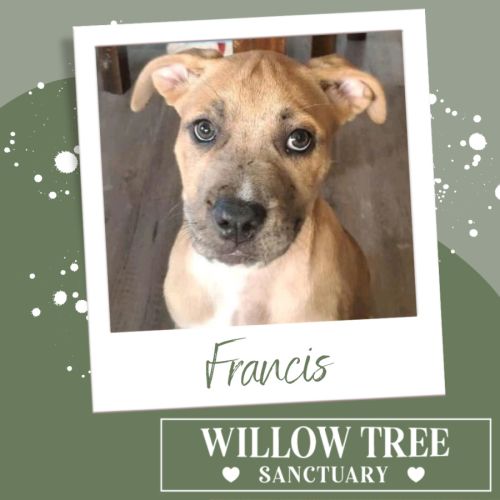 Francis