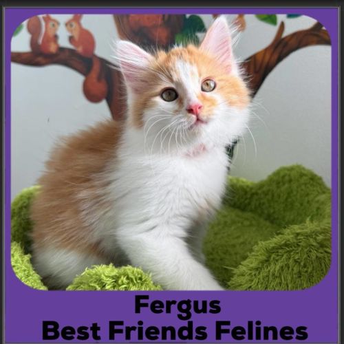 Fergus 