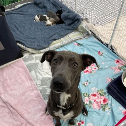 Penelope and her four pups!