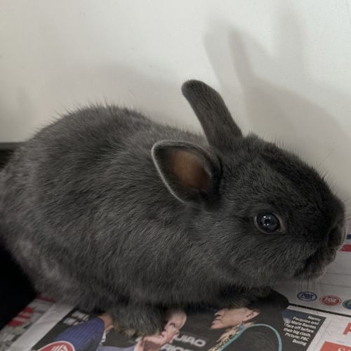 Betty (bonded To Veronica)