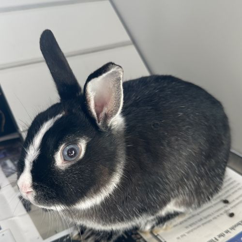 Veronica (bonded To Betty)