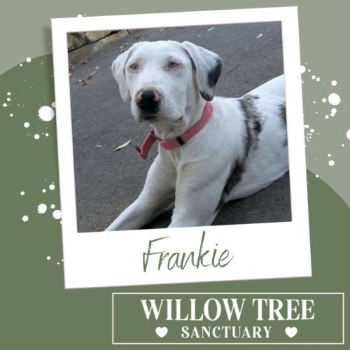 Frankie