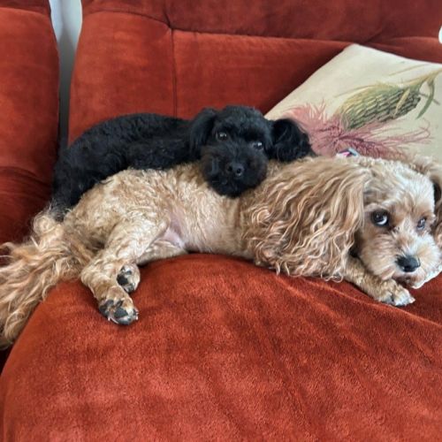 Sherlock and Willow Picton