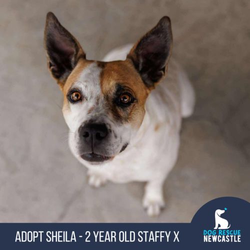 Sheila - 2 Year Old Staffy X