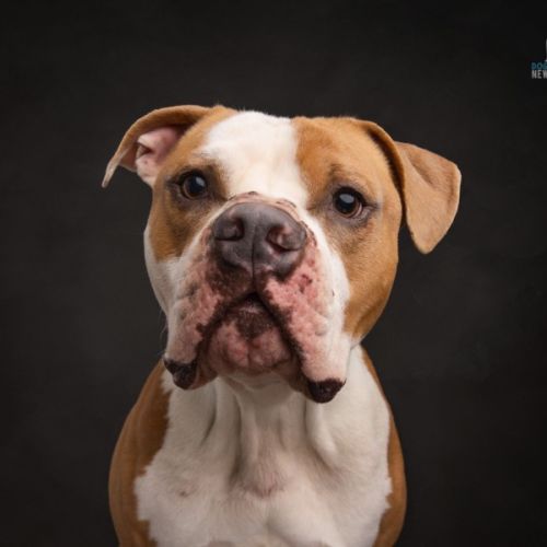 Scooby - 2 Year Old American Bulldog
