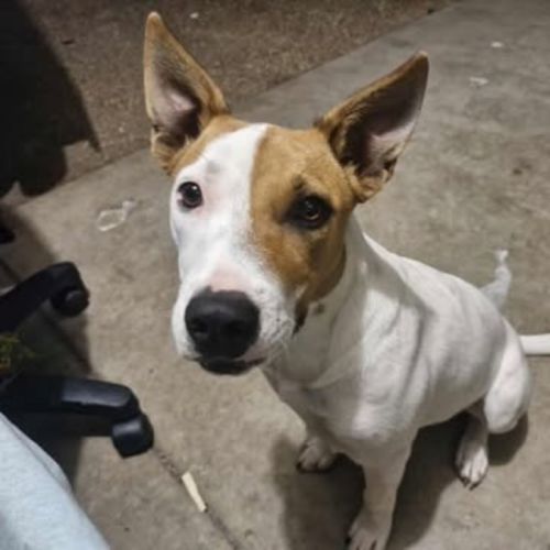 No photo for Choc Chip