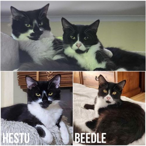 11513 & 11514 - Hestu & Beedle