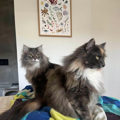 Teddy & Honk Honk - In foster care in Coburg