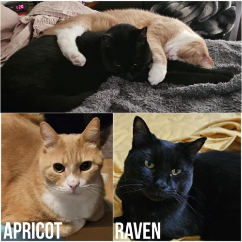 10688/9 - Apricot & Raven