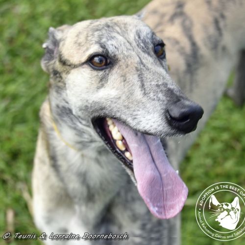 No photo for Tiger Racing Name Nyngan Tiger