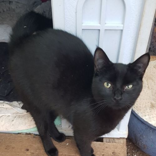 No photo for Slipper