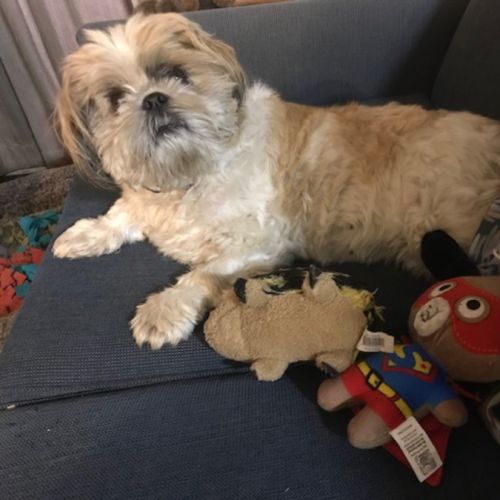 Misty 🌺 5yo, Shih Tzu (On Trial 2/11/25)