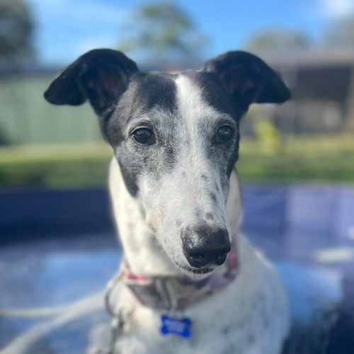 No photo for Gemma The Greyhound