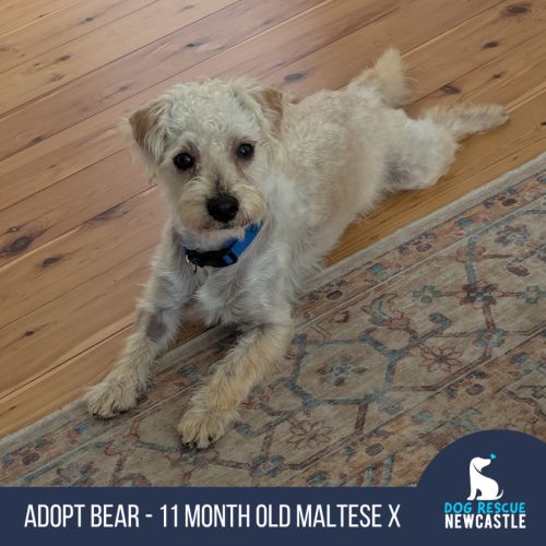 Bear - 11 Month Old Maltese X