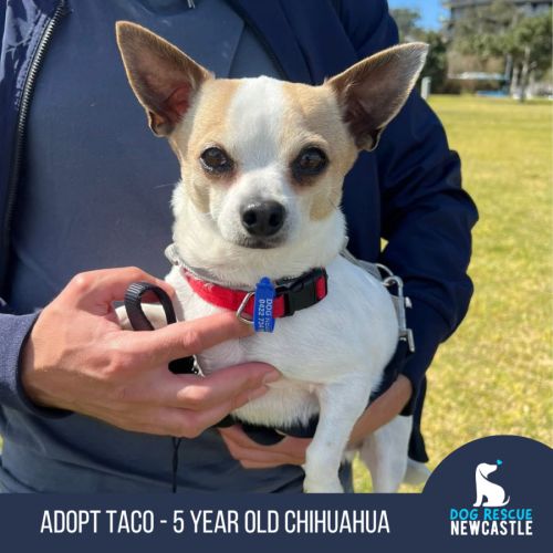 Taco - 5 Year Old Chihuahua