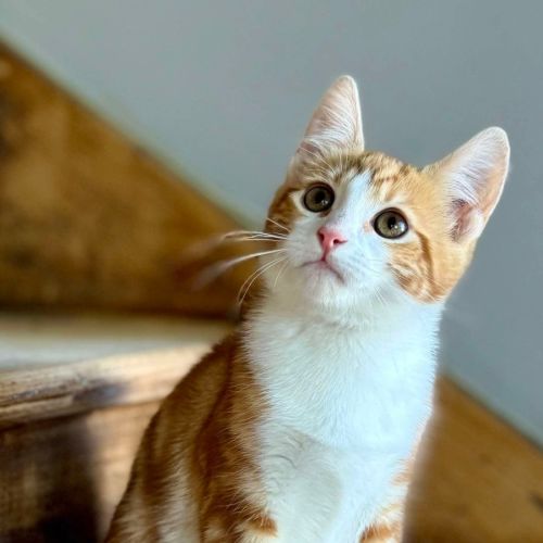 Chipmonk - Located in Templestowe 