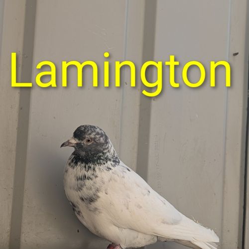 No photo for Lamington 