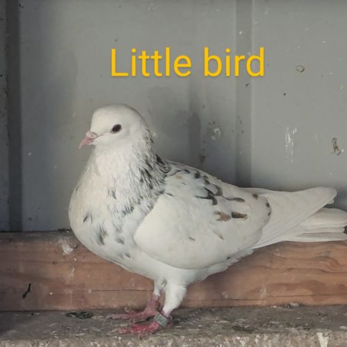No photo for Little Bird