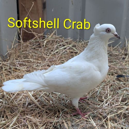 No photo for Softshell Crab