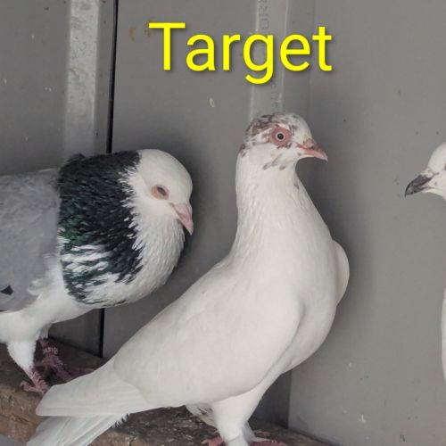 No photo for Kmart And Target