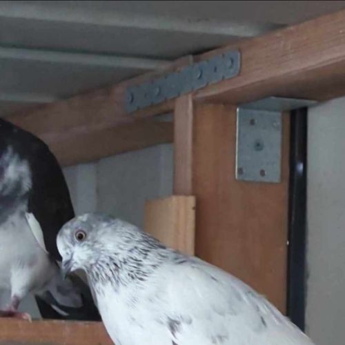 No photo for Airfryer