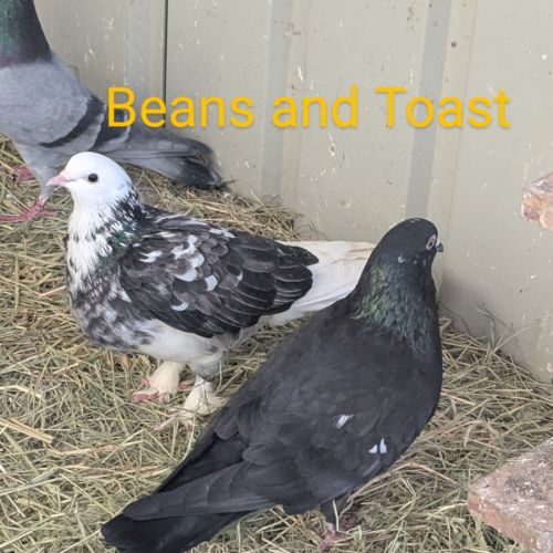 No photo for Beans And Toast 