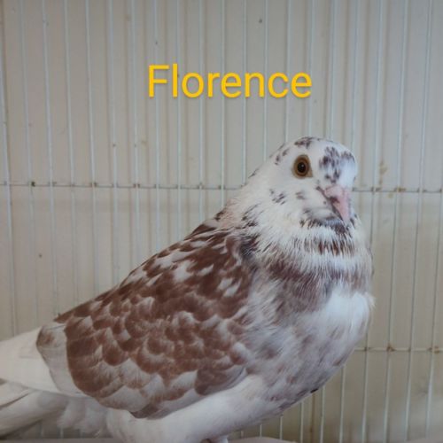 No photo for Florence And Tambourine 