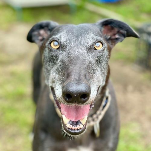 No photo for Wilson The Greyhound