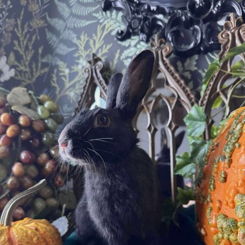 No photo for Fuchsia