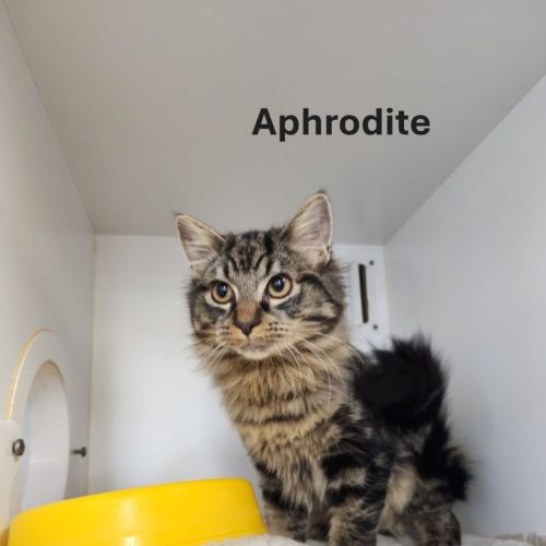 Aphrodite and Salamander