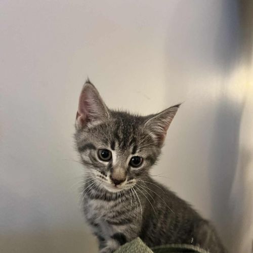 No photo for Truffle