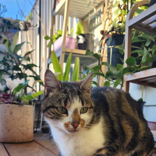 Mishka (was Miss Fish Stick)