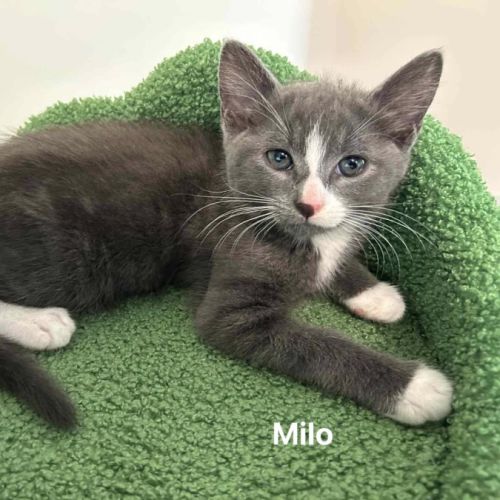 Milo