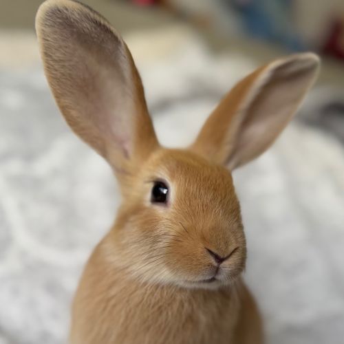 Leek (bonded To Squash)