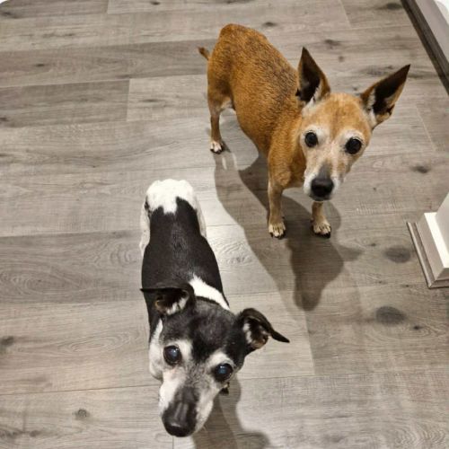 Chester and Mia (66908, 66909)