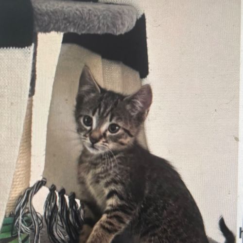 Cliff meet me@petstock carrum downs