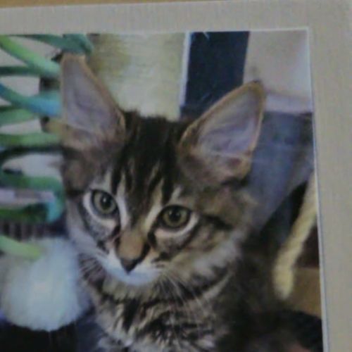 IVY meet me@petstock carrum downs 