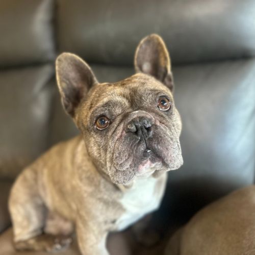 No photo for Hullabaloo